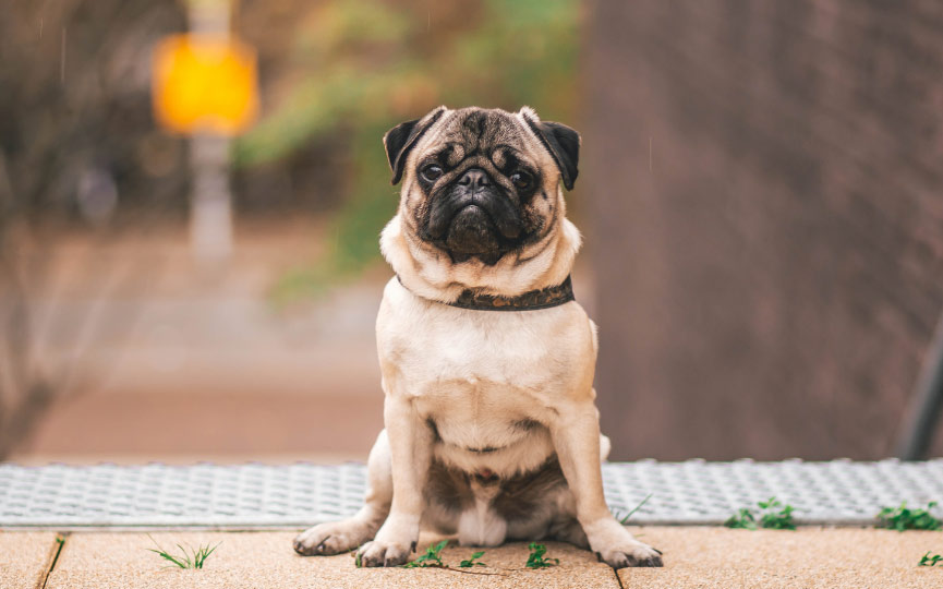 imagen de un perro carlino o pug