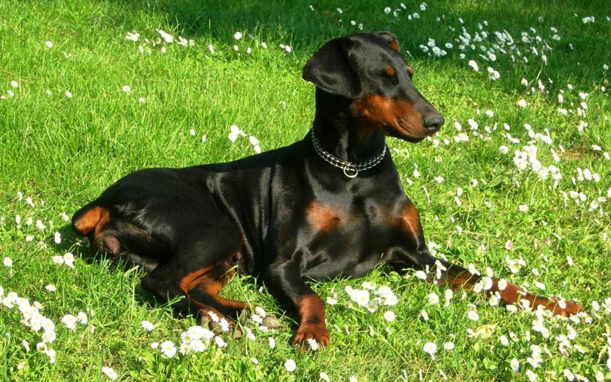 imagen perro mediano doberman