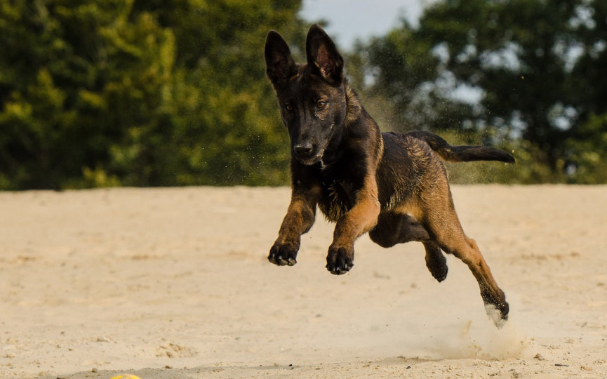 pastor belga malinois