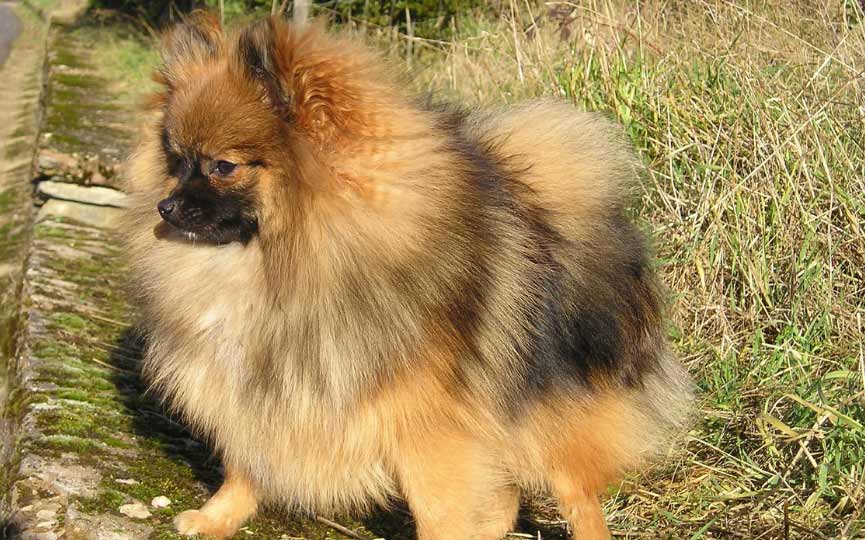 cuerpo del pomerania