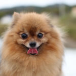 imagen un perro pomerania