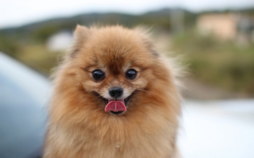 imagen un perro pomerania