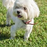 imagen del perro bichon maltes