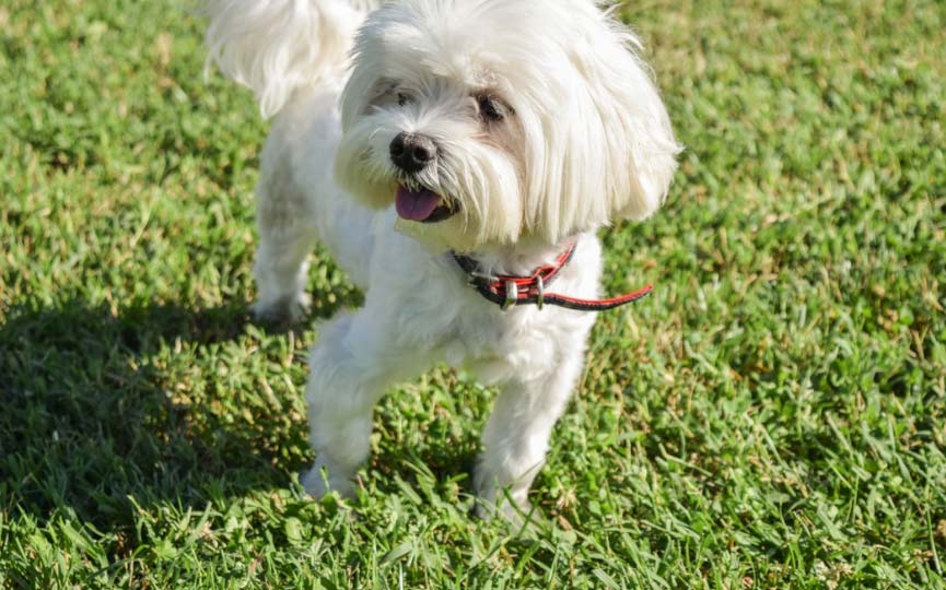 imagen del perro bichon maltes