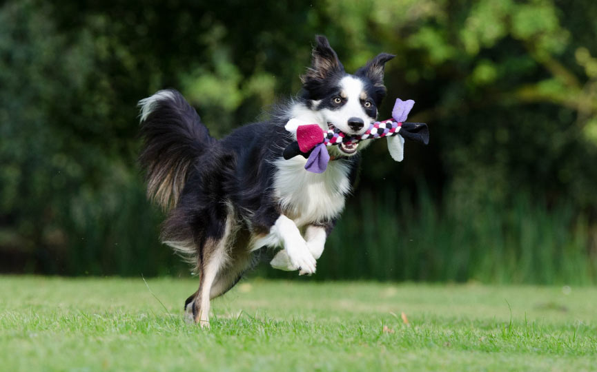 border collie corriendo