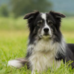 imagen de un perro mediano border collie en el campo