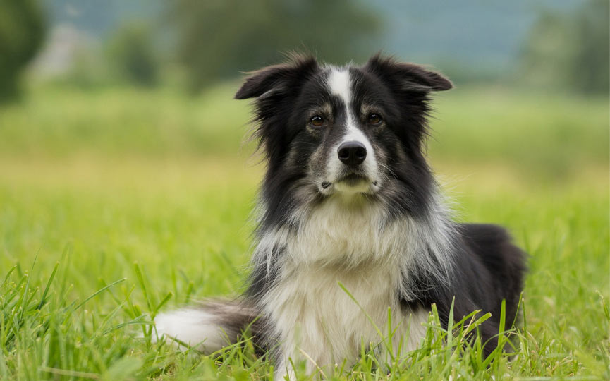 imagen de un perro mediano border collie en el campo