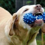 Ortodoncia en perros