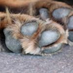 patas de perro