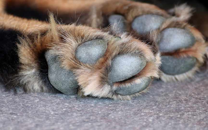 patas de perro