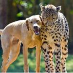 perro cuidando de un guepardo
