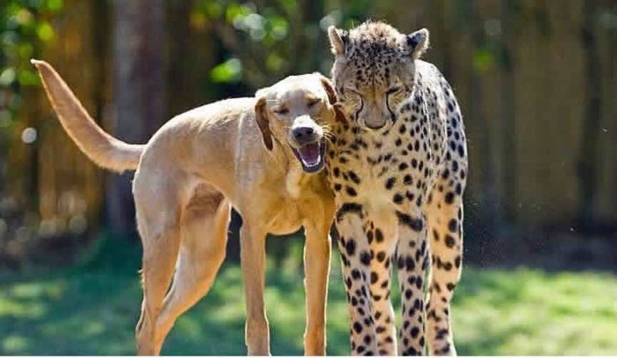 perro cuidando de un guepardo
