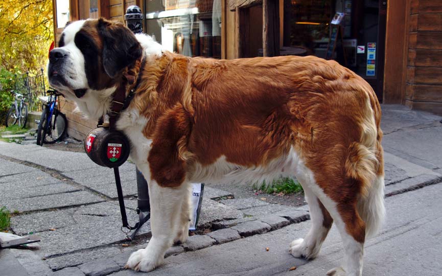 perro recate montaña san bernardo