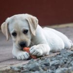 CACHORRO COMIENDO