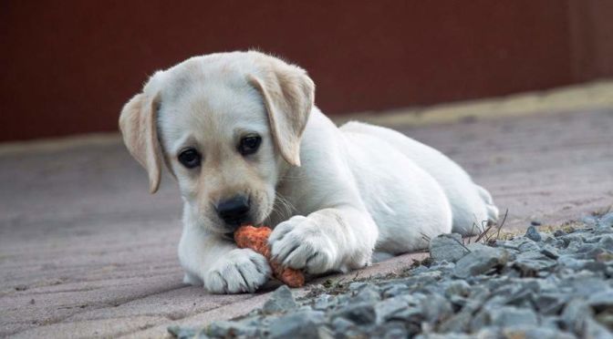 CACHORRO COMIENDO