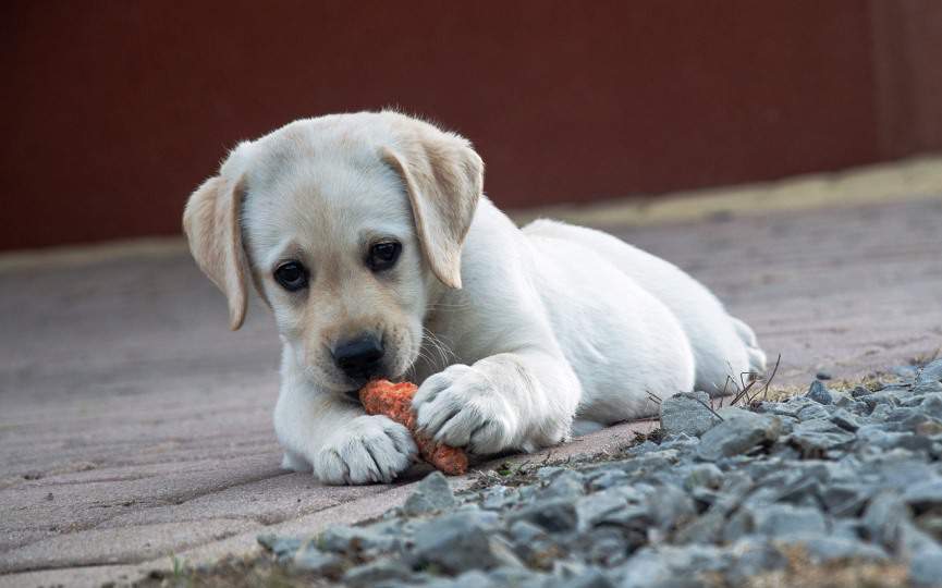 CACHORRO COMIENDO