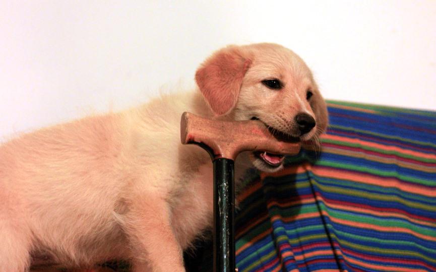 CACHORRO CON BASTÓN