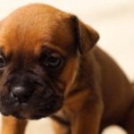 MIRADA TRISTE DE CACHORRO