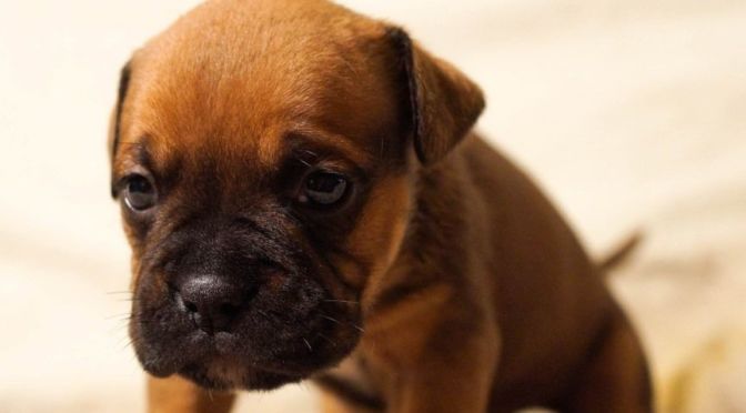 MIRADA TRISTE DE CACHORRO