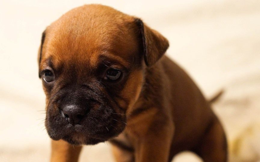 MIRADA TRISTE DE CACHORRO