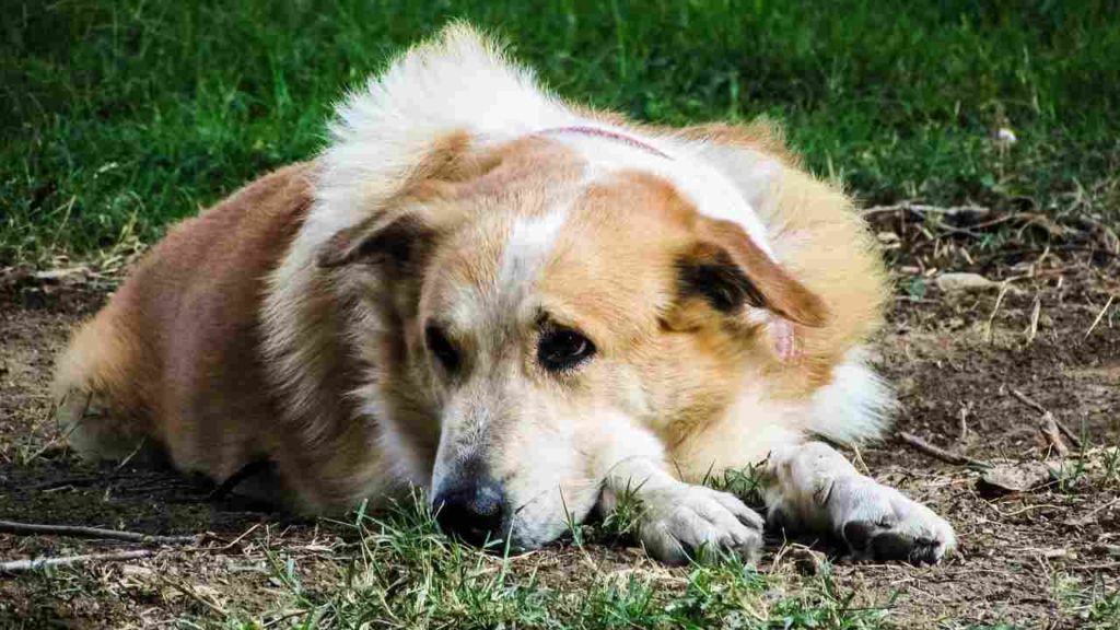 MIRADA TRISTE DE PERRO