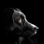 nombres para perros