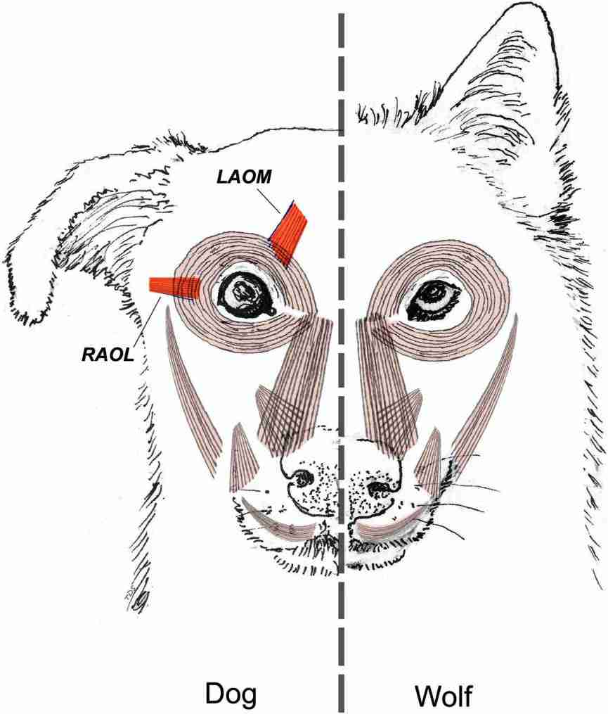 OJOS DE PERRO Y LOBO