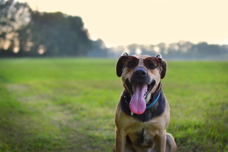Perro con gafas