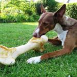 Perro con hueso