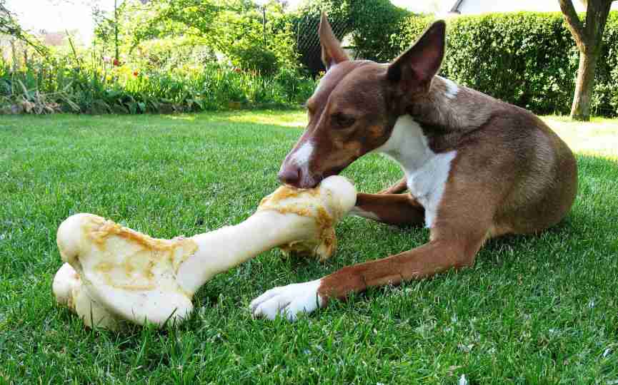 Perro con hueso