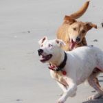 PERROS CON ANSIEDAD