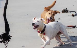 PERROS CON ANSIEDAD