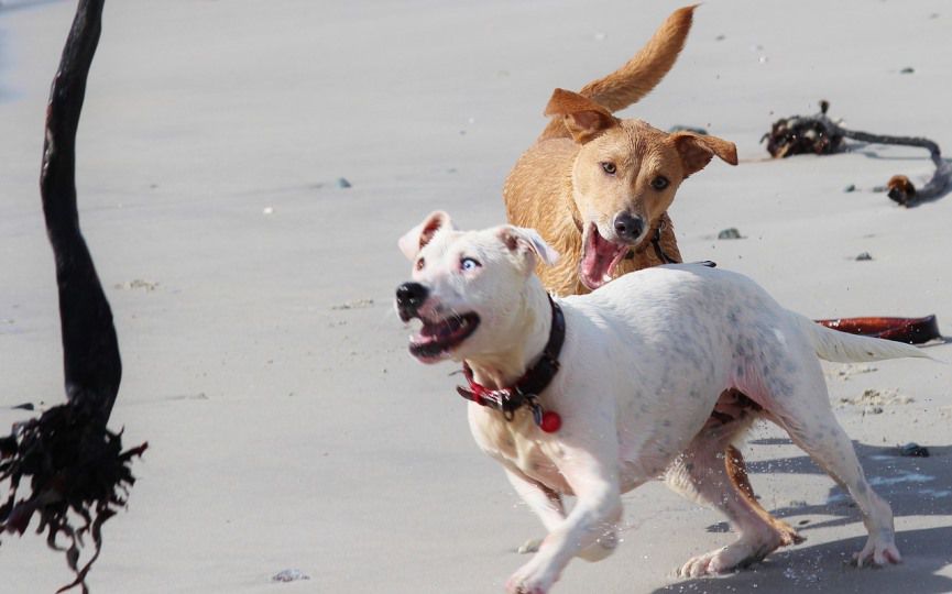 PERROS CON ANSIEDAD