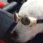 Ejemplo de gafas para perros