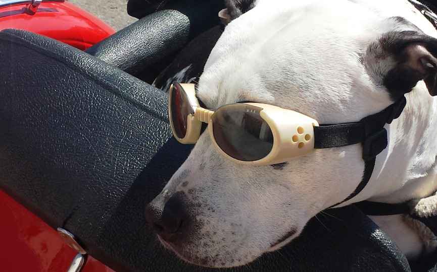 Ejemplo de gafas para perros