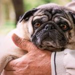 PUG ANCIANO