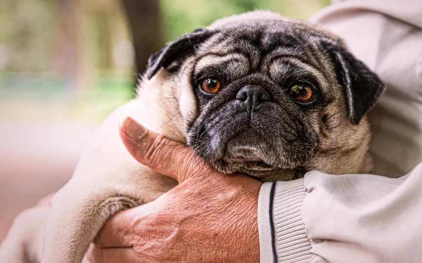 PUG ANCIANO