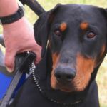 imagen de un perro dobermann