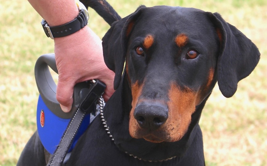 imagen de un perro dobermann