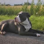 imagen de un perro american bully en el campo