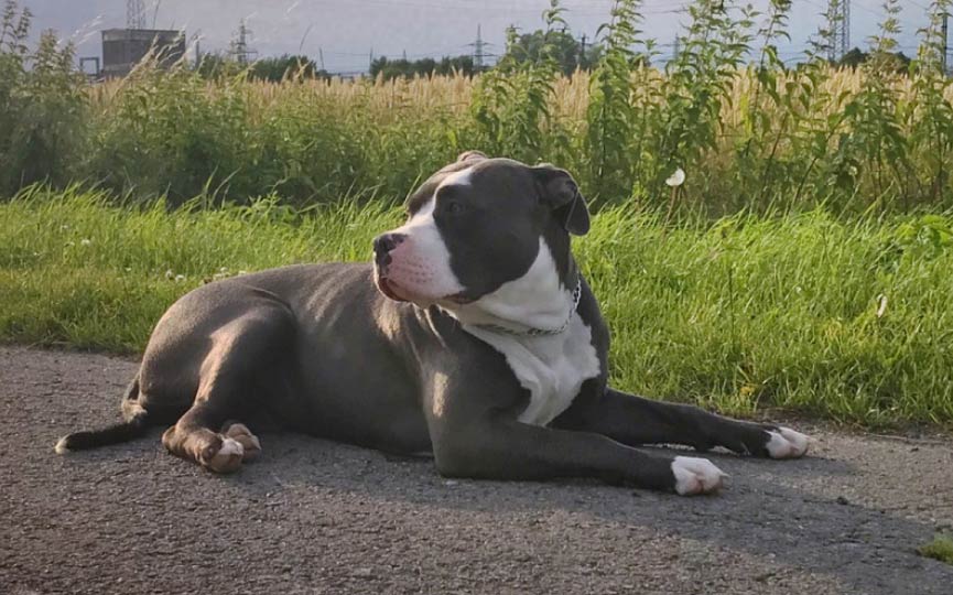 imagen de un perro american bully en el campo