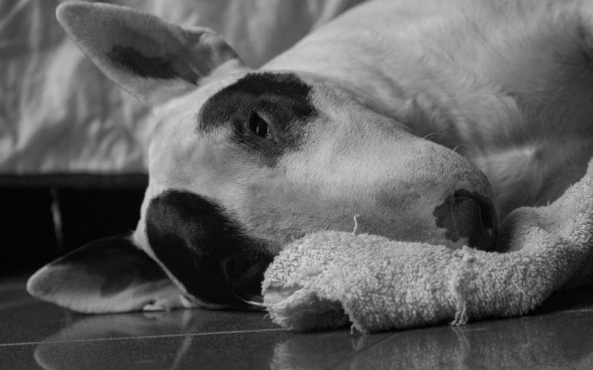 BULL TERRIER EN CASA