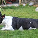 imagen de un perro Bull Terrier tumbado en el cesped