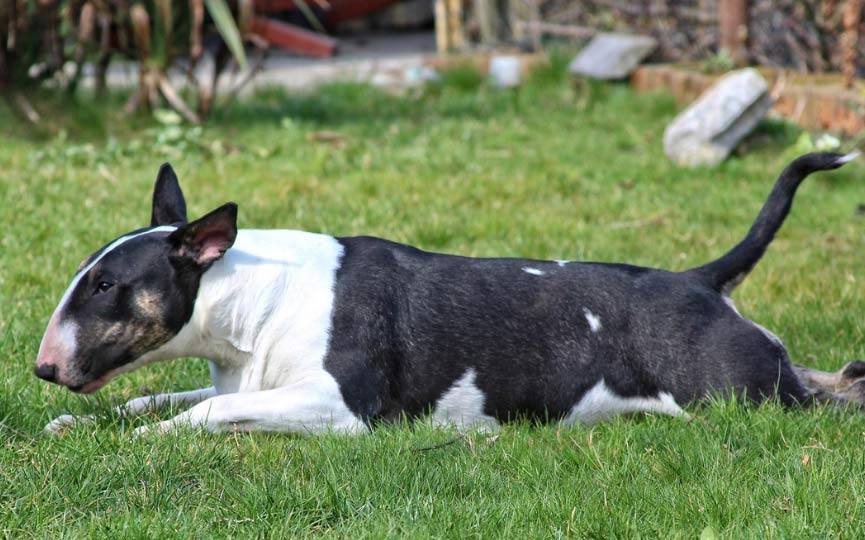 imagen de un perro Bull Terrier tumbado en el cesped