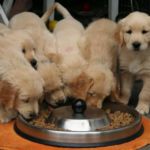 CACHORROS DE GOLDEN RETRIEVER