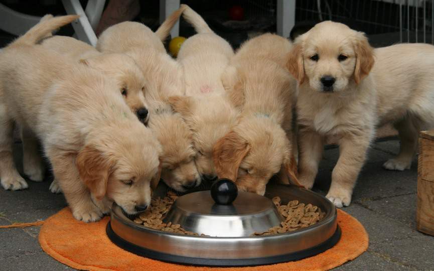 CACHORROS DE GOLDEN RETRIEVER