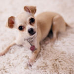 image de un perro CHIHUAHUA TUMBADO EN CASA