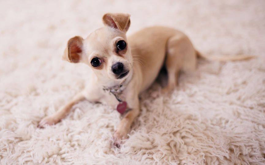image de un perro CHIHUAHUA TUMBADO EN CASA