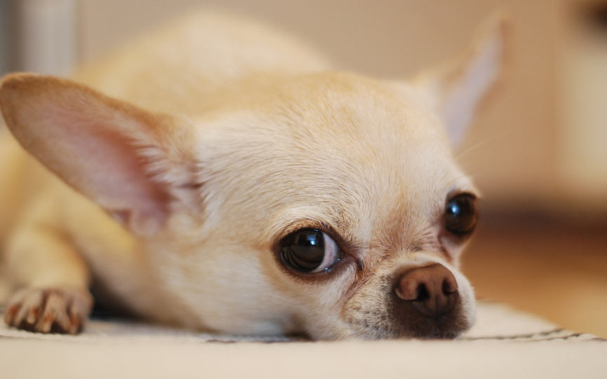 CHIHUAHUA TUMBADO