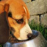 ETIQUETADO DE ALIMENTOS PARA MASCOTAS
